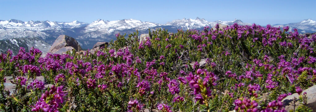 Image of the mountains and purple flowers